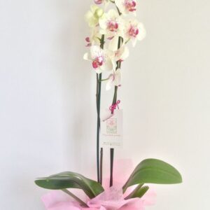 Orquídeas Naturales